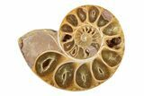 Jurassic Cut & Polished Ammonite Fossil - Madagascar #239392-2